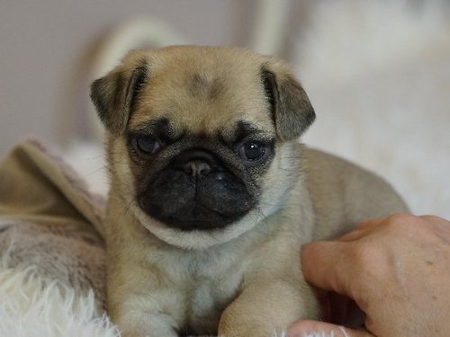 pug-image